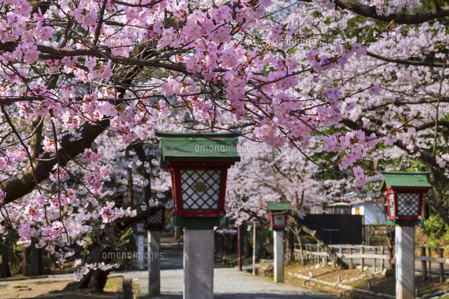 弥彦公園の桜の夕景（ライトアップ）[01010019500]の写真・イラスト