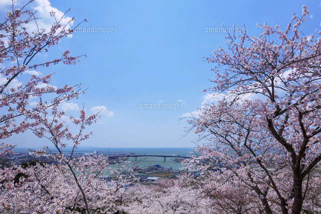 日和山公園の桜と太陽[01010019566]の写真・イラスト素材｜アマナ