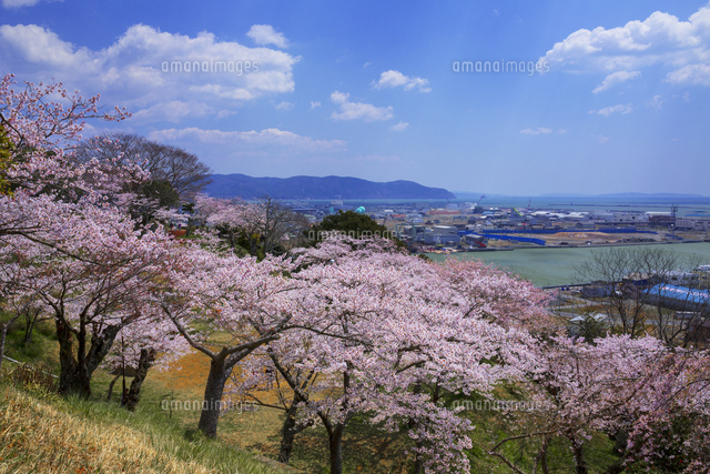 日和山公園の桜と旧北上川[01010019571]の写真・イラスト素材｜アマナ