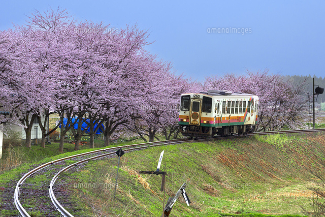フラワー長井線の普通列車と桜 の写真素材 イラスト素材 アマナイメージズ