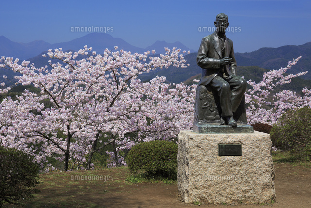 岡城跡の滝廉太郎像と桜 九重連山 の写真素材 イラスト素材 アマナイメージズ