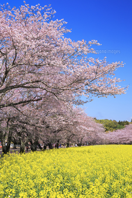 西都原古墳の桜と菜の花[01010021261]の写真・イラスト素材｜アマナ