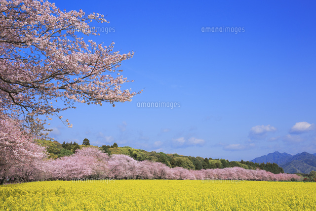 西都原古墳の桜と菜の花[01010021263]の写真・イラスト素材｜アマナ
