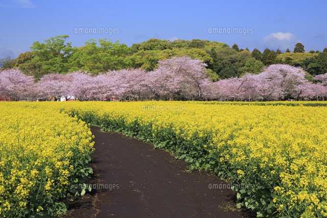 西都原古墳の桜と菜の花[01010021304]の写真・イラスト素材｜アマナ