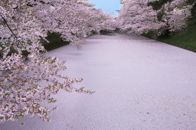 桜散る 弘前公園の散り桜[01010021655]の写真・イラスト素材｜アマナイメージズ