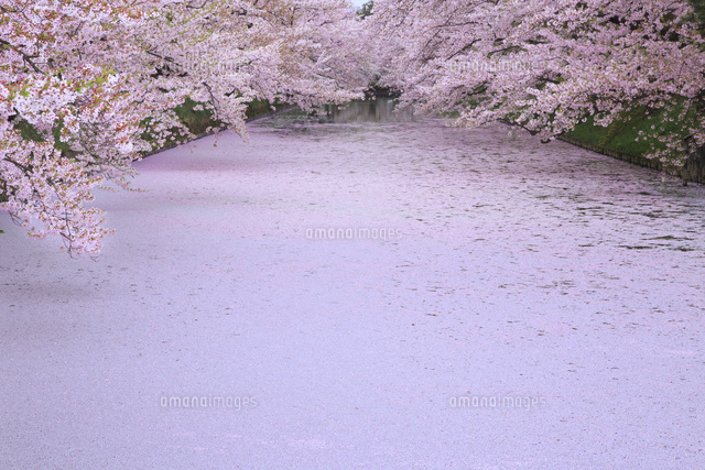 弘前公園の散り桜[01010021555]の写真・イラスト素材｜アマナイメージズ