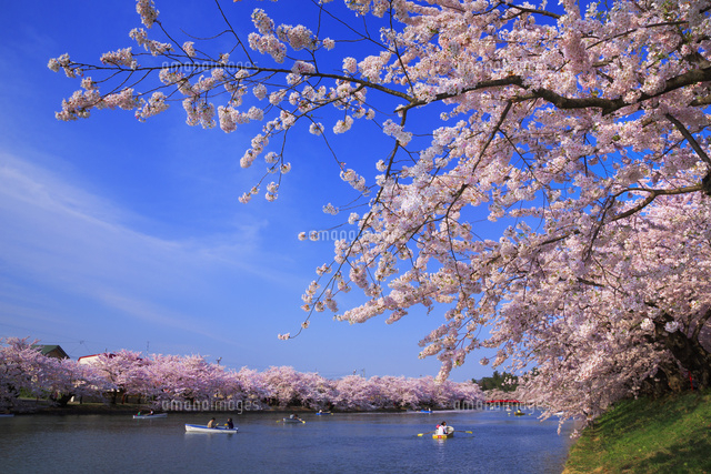 弘前公園の桜[01010021639]の写真・イラスト素材｜アマナイメージズ