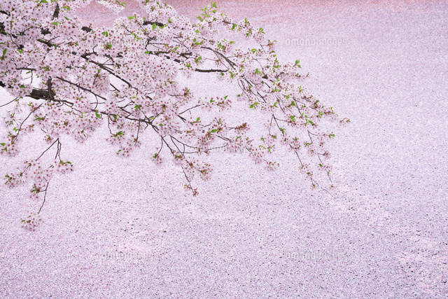 弘前公園の散り桜[01010021655]の写真・イラスト素材｜アマナイメージズ