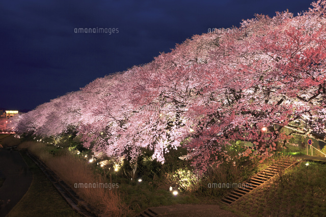 足羽川桜並木の夜景[01010021697]の写真・イラスト素材｜アマナイメージズ