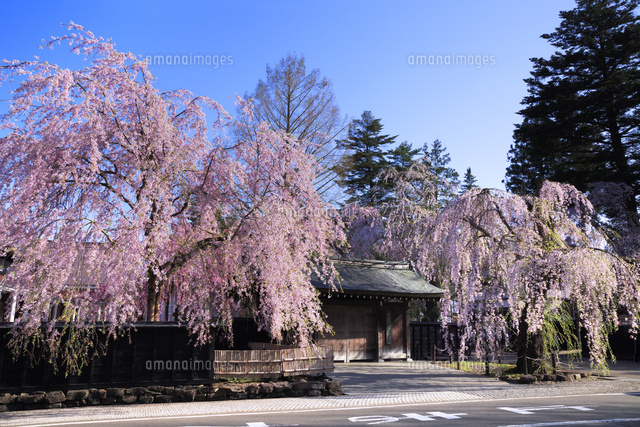 角館武家屋敷通りの桜 の写真素材 イラスト素材 アマナイメージズ