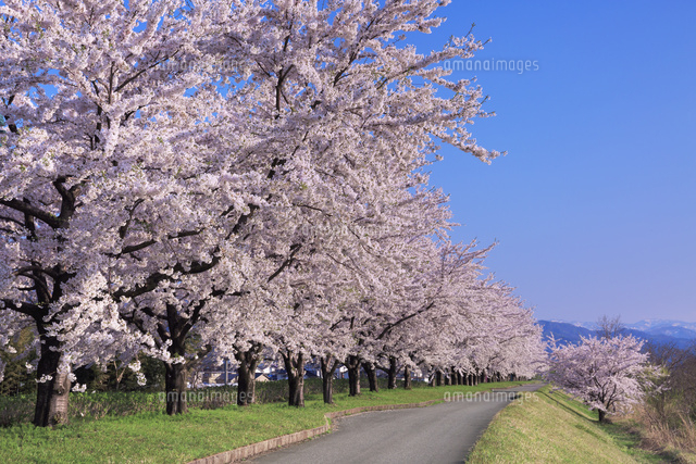 夕日を浴びる赤川の桜並木[01010022193]の写真・イラスト素材｜アマナ