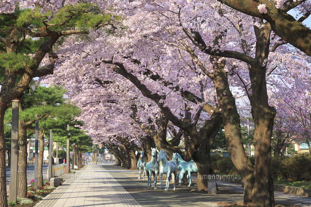 官庁街通りの桜並木 の写真素材 イラスト素材 アマナイメージズ