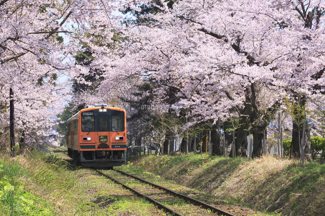 津軽鉄道と芦野公園の桜[01010024273]の写真・イラスト素材｜アマナ