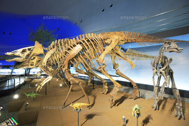 恐竜博物館 の写真素材 イラスト素材 アマナイメージズ