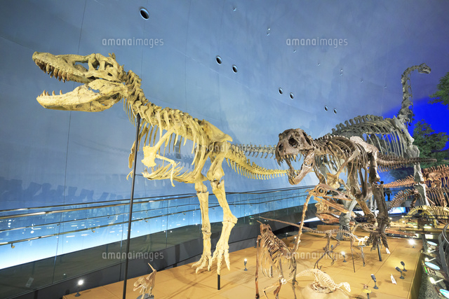 恐竜博物館 の写真素材 イラスト素材 アマナイメージズ