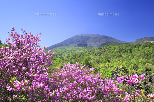 浅間山とミツバツツジ[01010025838]の写真・イラスト素材｜アマナ