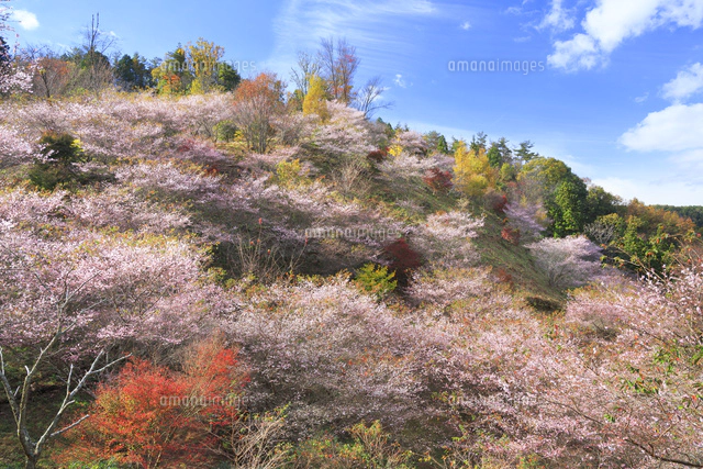 桜と紅葉の写真集 s-20190815025330263017.jpg