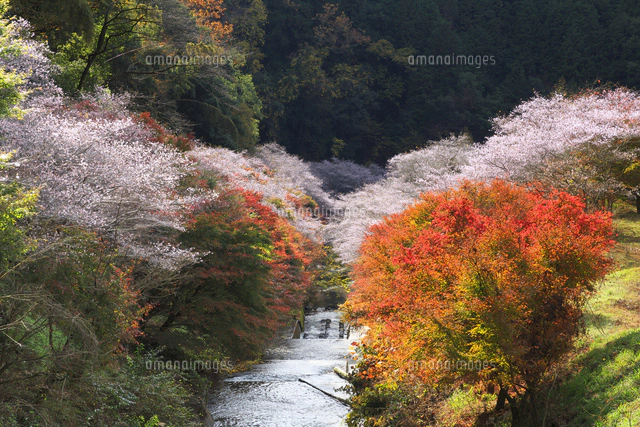 桜と紅葉の写真集 京都の桜と紅葉写真集