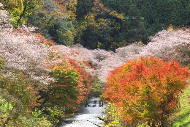 桜と紅葉の写真集 s-20180302181326223362.jpg