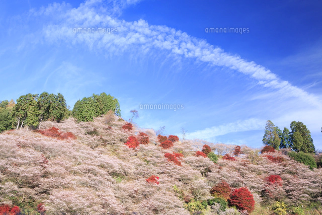 四季桜と紅葉[01010026041]の写真・イラスト素材｜アマナイメージズ