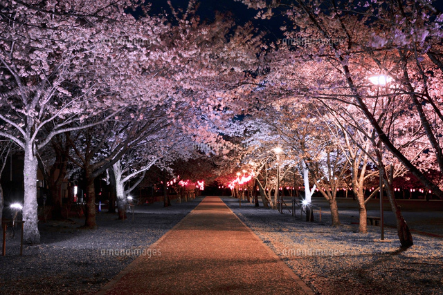 忠元公園の夜桜[01010027412]の写真・イラスト素材｜アマナイメージズ