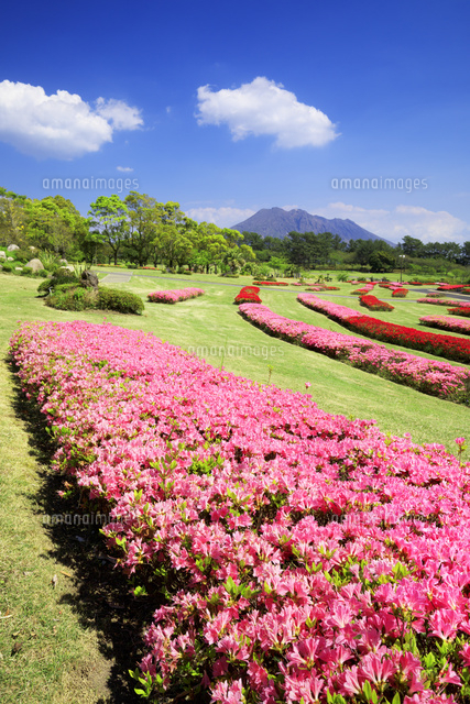 ツツジ咲く吉野公園と桜島[01010027554]の写真・イラスト素材｜アマナ