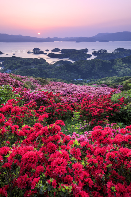 長串山公園のツツジと九十九島の夕暮れ の写真素材 イラスト素材 アマナイメージズ