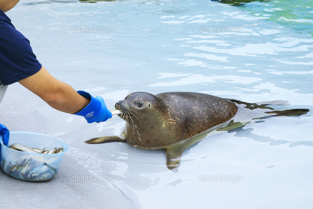 動物園シリーズ 確認用 アザラシ 商品詳細ページ