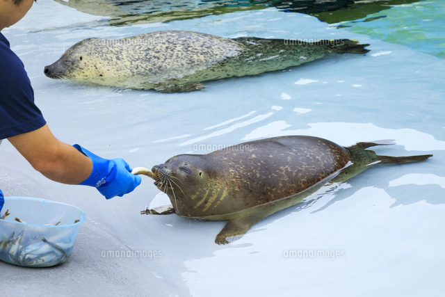 旭山動物園のあざらし[01010029089]の写真・イラスト素材｜アマナ