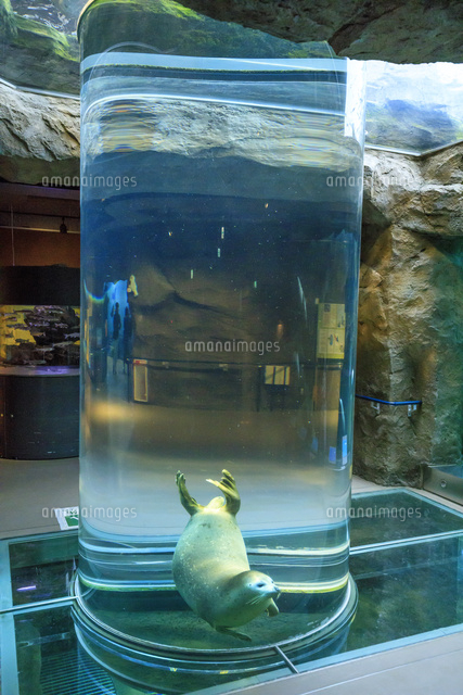 旭山動物園のあざらし の写真素材 イラスト素材 アマナイメージズ