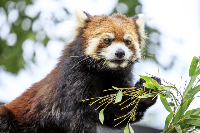 旭山動物園のレッサーパンダ の写真素材 イラスト素材 アマナイメージズ