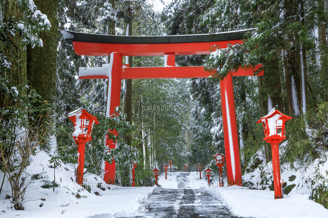 雪の箱根神社参道と鳥居 の写真素材 イラスト素材 アマナイメージズ