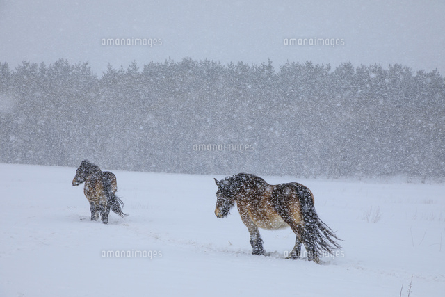 寒立馬[01010030090]の写真・イラスト素材｜アマナイメージズ