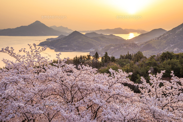 桜咲く開山公園 の写真素材 イラスト素材 アマナイメージズ