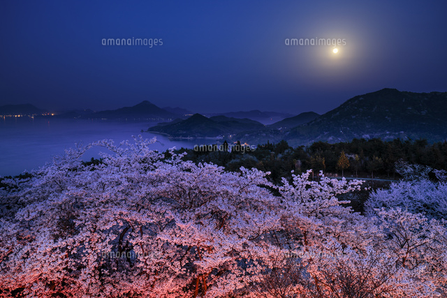 桜咲く開山公園[01010030410]の写真・イラスト素材｜アマナイメージズ