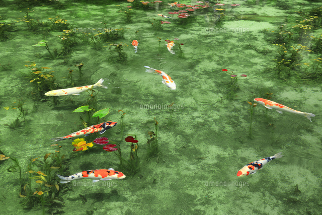 【モネの池】 モネの池 - PONYの写真缶