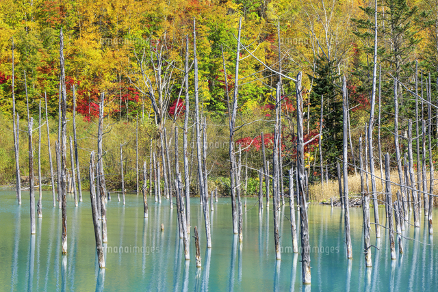 青い池の紅葉 の写真素材 イラスト素材 アマナイメージズ