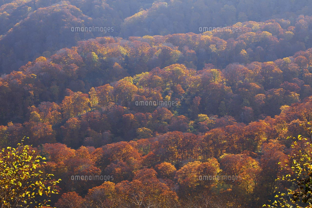 賀老高原の紅葉[01010032567]の写真・イラスト素材｜アマナイメージズ