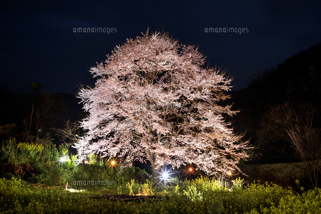 蓑毛の淡墨桜と菜の花の夜景[01010032815]の写真・イラスト素材