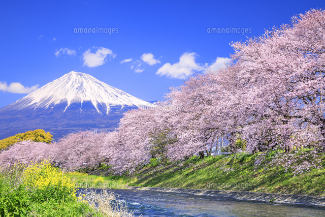 龍巌淵の桜と富士山[01010032875]の写真・イラスト素材｜アマナイメージズ