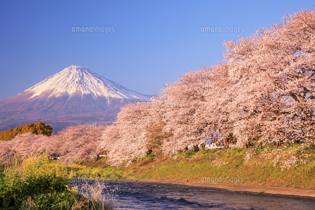 夕日を浴びる龍巌淵の桜と富士山[01010032884]の写真・イラスト素材