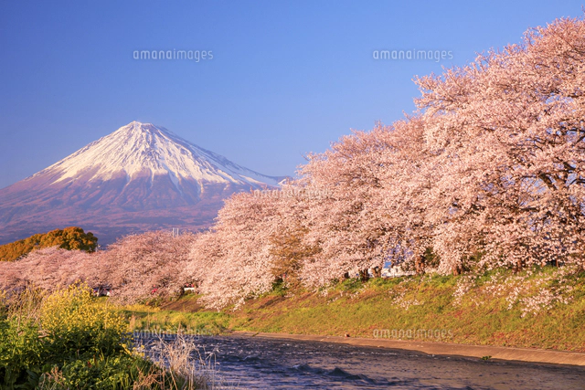 夕日を浴びる龍巌淵の桜と富士山[01010032885]の写真・イラスト素材