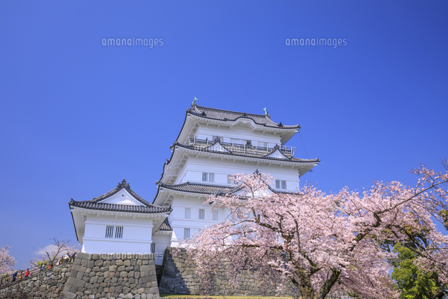 小田原城と桜 の写真素材 イラスト素材 アマナイメージズ