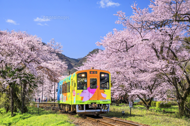 樽見鉄道と桜 の写真素材 イラスト素材 アマナイメージズ