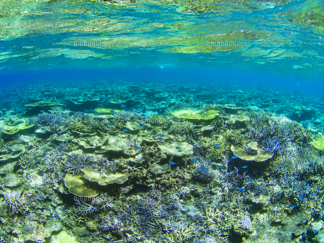 八重干瀬 の写真素材 イラスト素材 アマナイメージズ