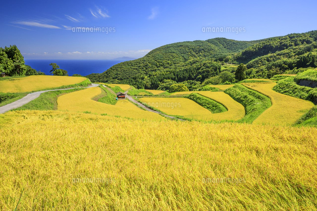 岩首昇竜棚田[01010035262]の写真・イラスト素材｜アマナイメージズ