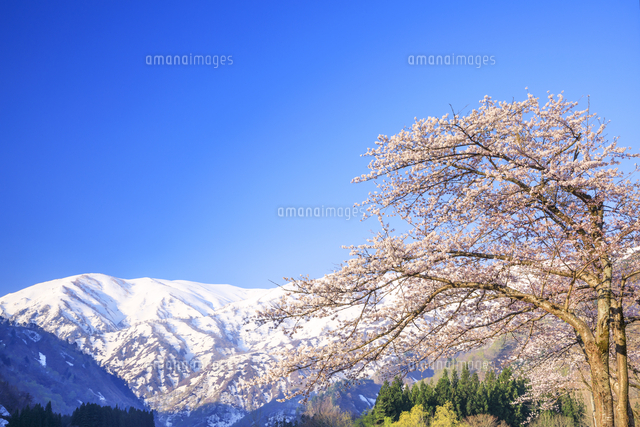 朝日を浴びる飯豊連峰と梅花皮荘桜公園の桜[01010040035]の写真