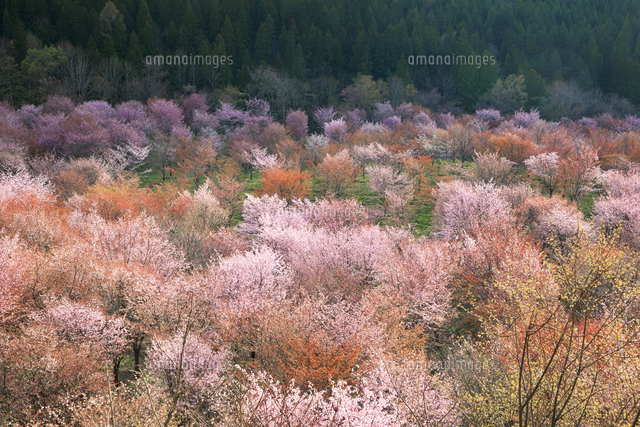 夕日に照らされた桜峠のオオヤマザクラ[01010040225]の写真・イラスト