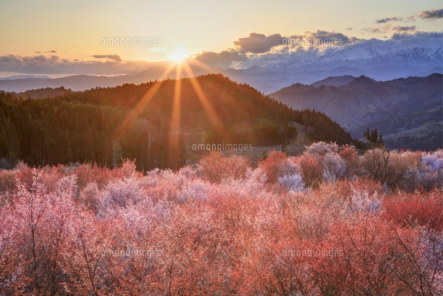 夕日に照らされた桜峠のオオヤマザクラ[01010040245]の写真・イラスト