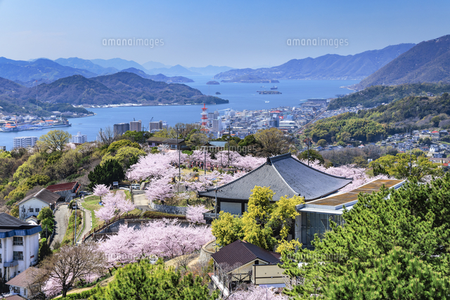 千光寺公園の桜[01010042635]の写真・イラスト素材｜アマナイメージズ
